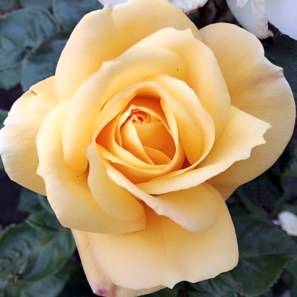 Основное изображение товара