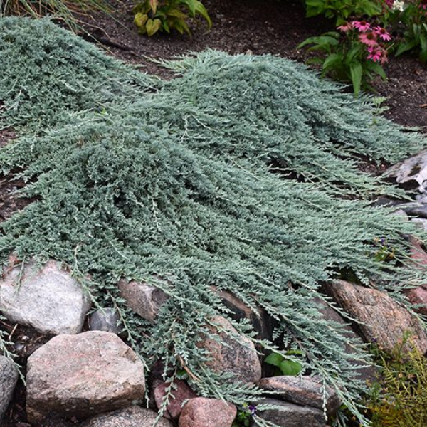 Основное изображение товара