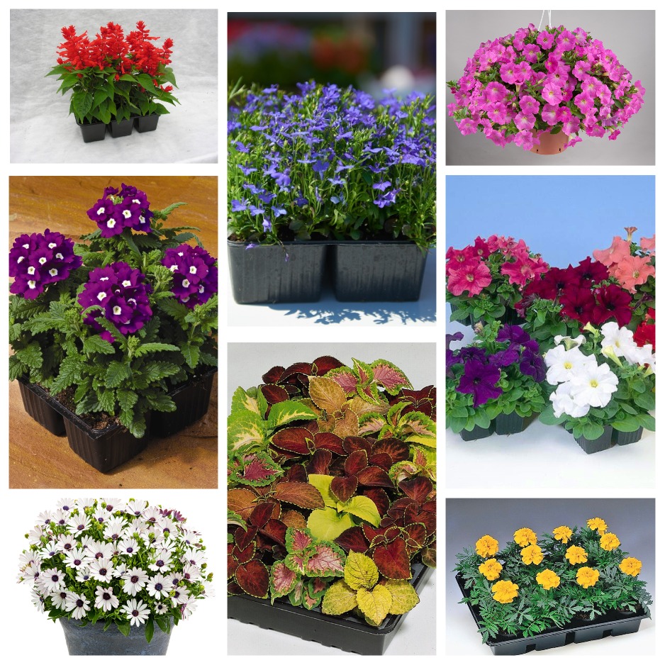 В продаже появились однолетние цветы В продаже появились однолетние цветы