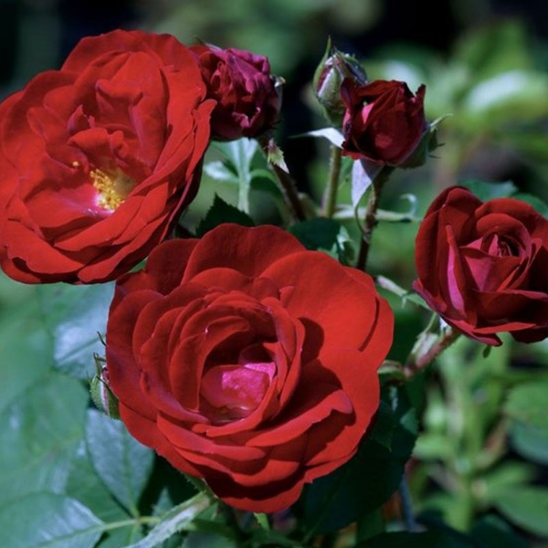 Основное изображение товара