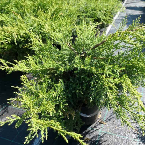 Можжевельник Пфитцера "Пфитцериана Компакта" - Juniperus x pfitzeriana 'Pfitzeriana Compacta' С5