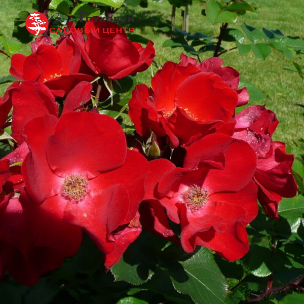 Основное изображение товара