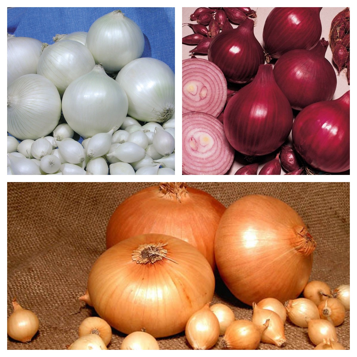 Лук севок Кармен, Стардаст, Штутгартер ризен Лук севок Кармен, Стардаст, Штутгартер ризен