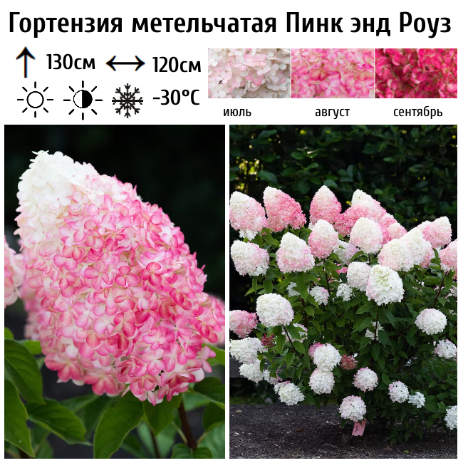 Основное изображение товара