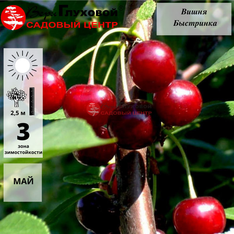 Вишня Быстринка