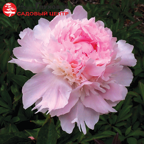 Основное изображение товара