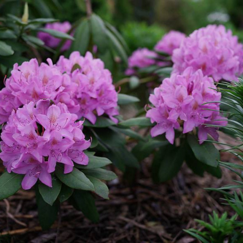 Рододендрон крупноцветковый Розеум Элеганс