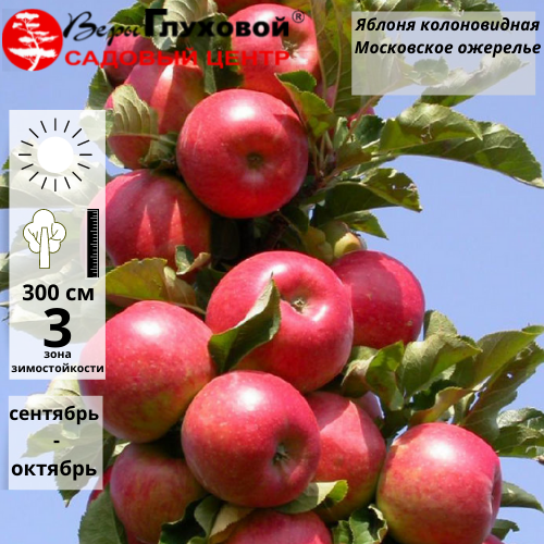 Яблоня колоновидная Московское ожерелье