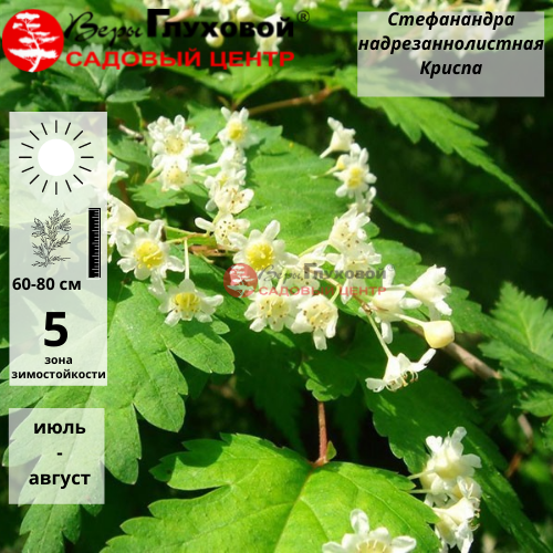 Стефанандра надрезаннолистная "Криспа" - Stephanandra incisa 'Crispa' 25-30 С1,5