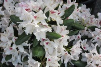 В нашем садовом центре начали цветение изысканные азалии!