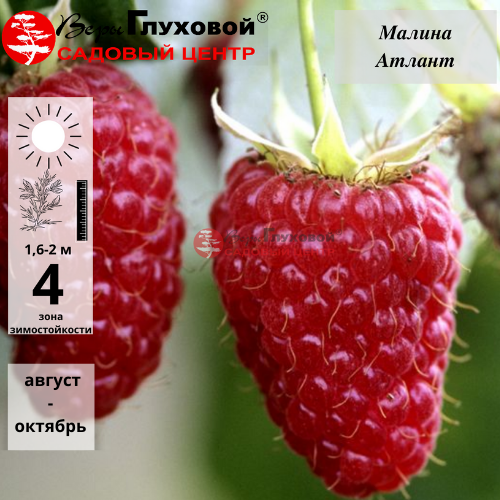 Малина Атлант