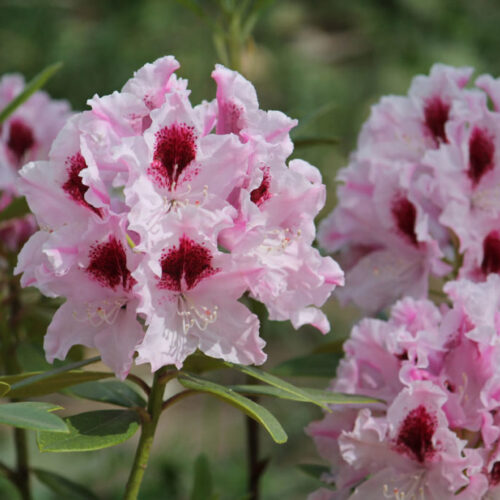 Основное изображение товара