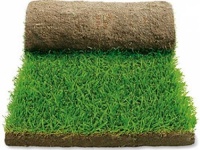 Сроки поставки рулонного газона