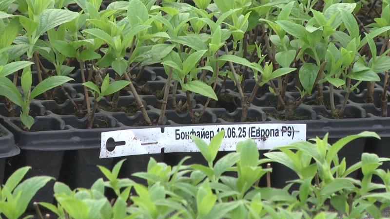 Дачные советы 5 февраля 2026