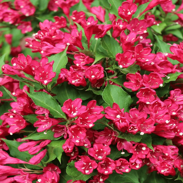 Основное изображение товара