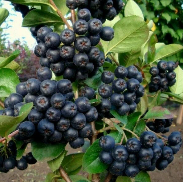 Основное изображение товара