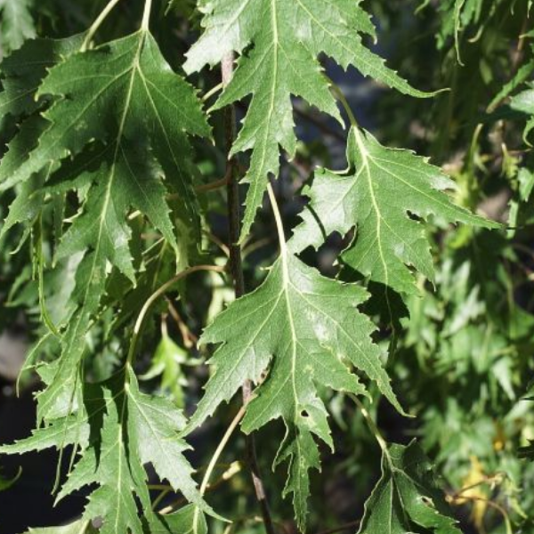 Основное изображение товара