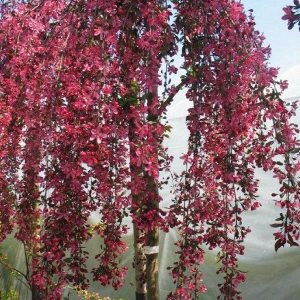 Основное изображение товара