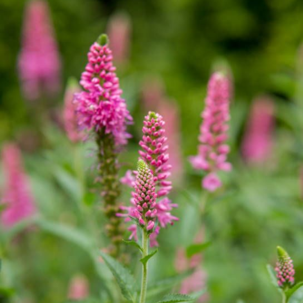 Основное изображение товара