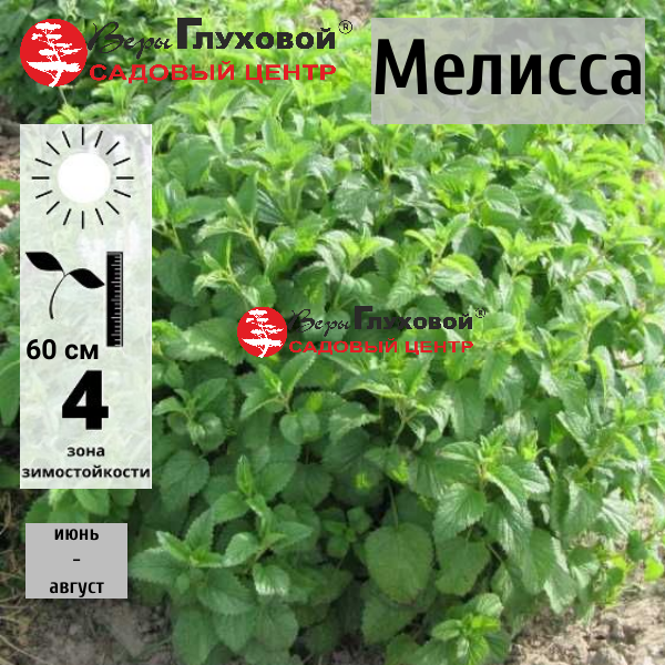 Мелисса 