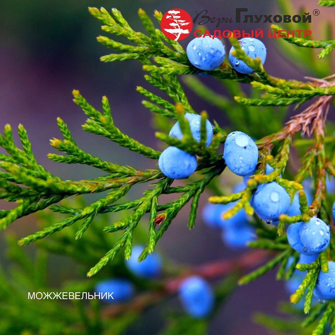 Можжевельник: краткое описание Можжевельник: краткое описание