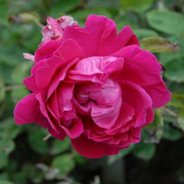 Основное изображение товара