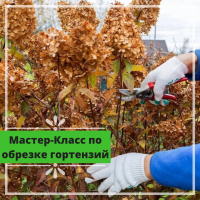Мастер класс по обрезке гортензий
