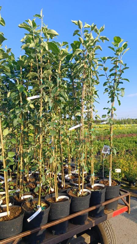 Открываем осенний сезон продаж плодовых саженцев