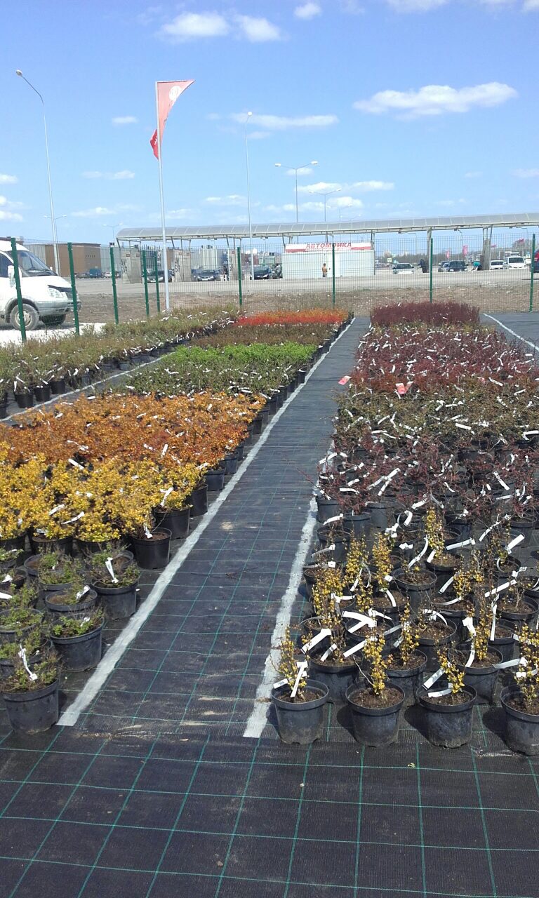 27 апреля - открытие нового Садового центра в направлении Южного моста, рядом с ТЦ Амбар 27 апреля - открытие нового Садового центра в направлении Южного моста, рядом с ТЦ Амбар