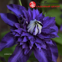 Клематис, краткое описание