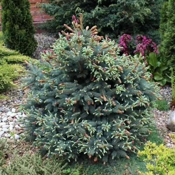 Основное изображение товара