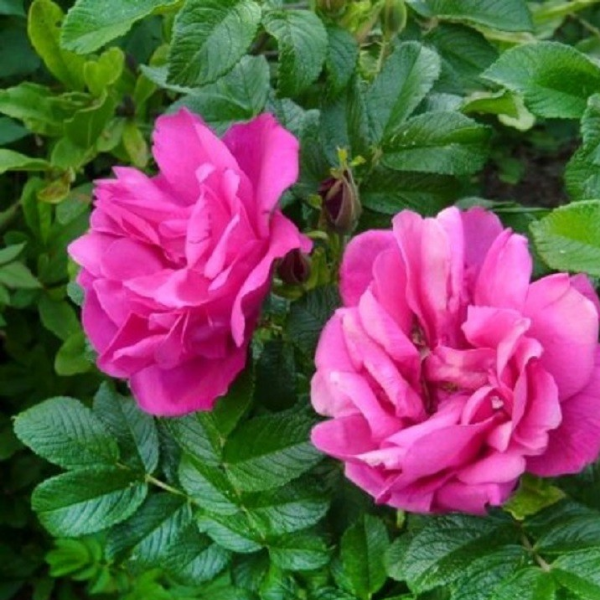 Основное изображение товара