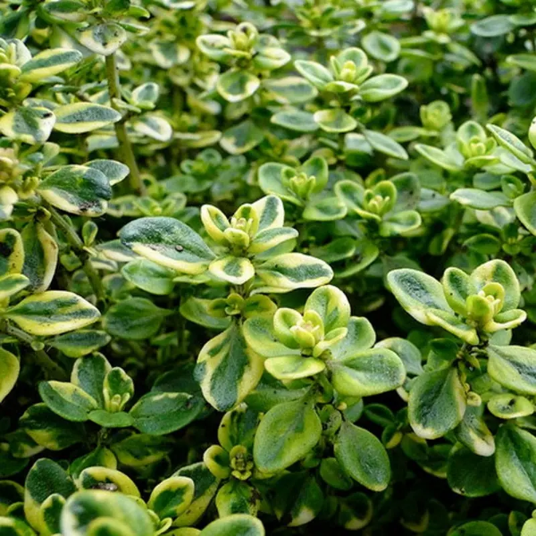 Основное изображение товара