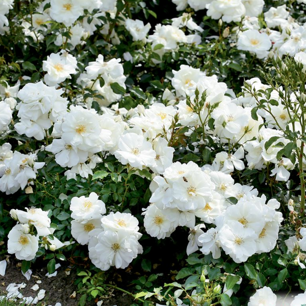 Роза миниатюрная Flower Carpet Schneeflocke