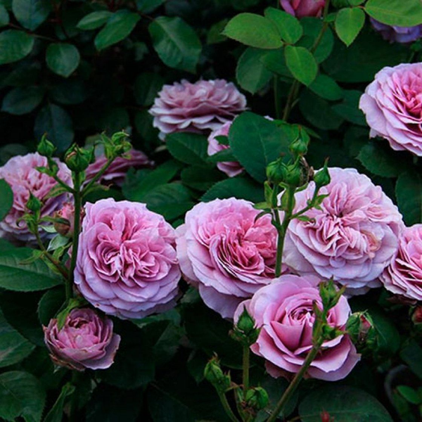 Основное изображение товара