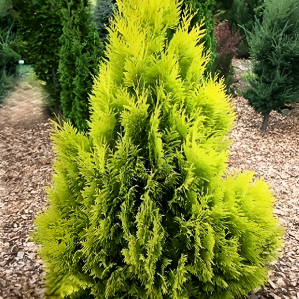 Основное изображение товара