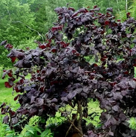 Лещина обыкновенная Ред Маджестик
