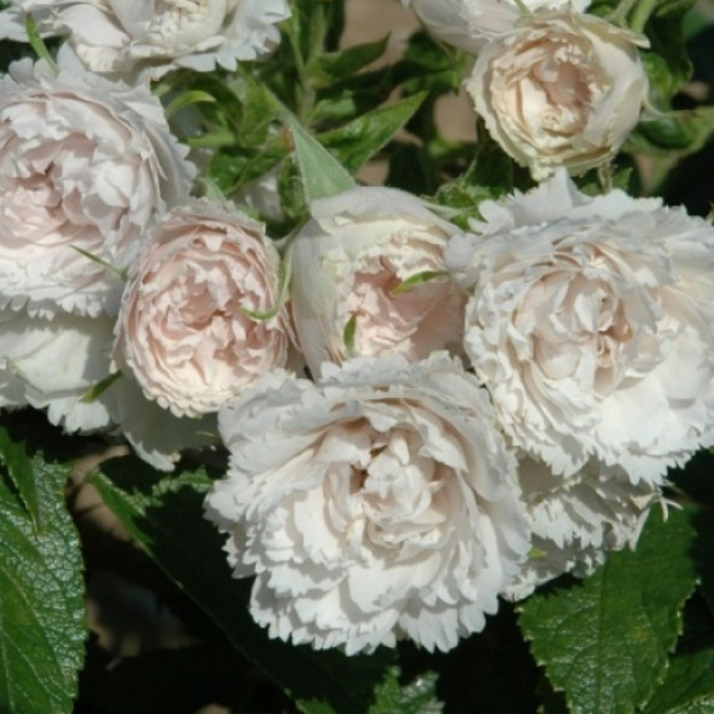 Роза Ругоза White Grootendorst