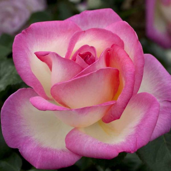 Основное изображение товара