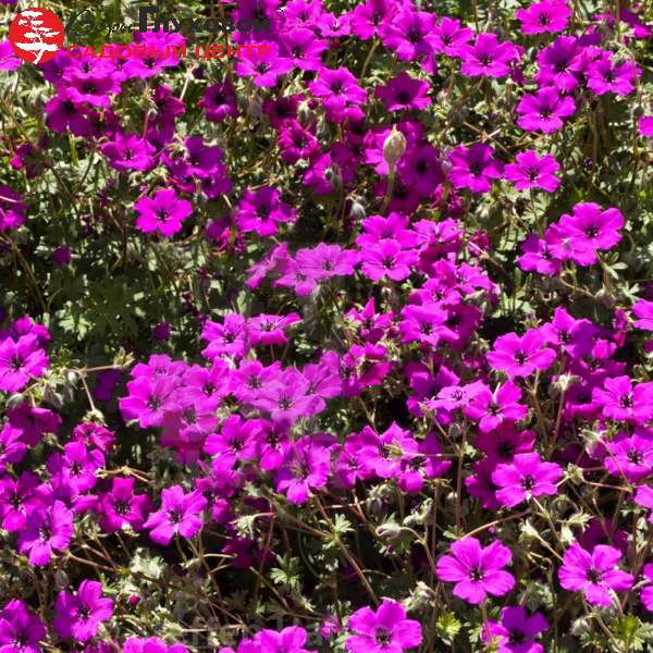 Основное изображение товара