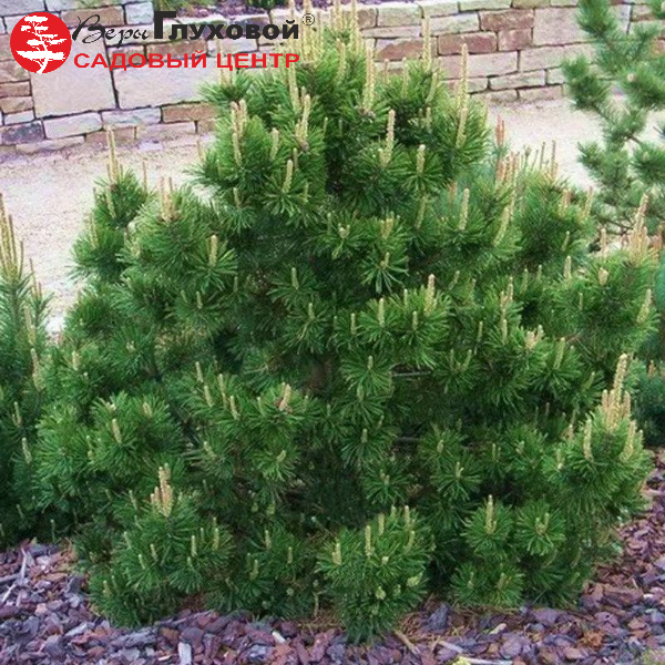 Основное изображение товара