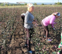 В нашем питомнике проведена окулировка
