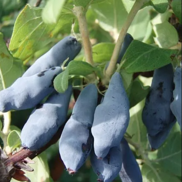 Жимолость Гордость Бакчар (поздний сорт) С2