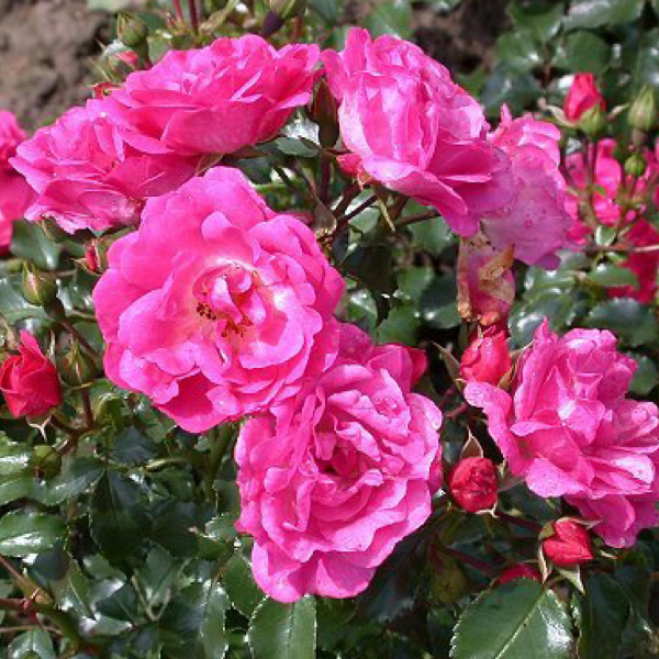 Роза миниатюрная Flower Carpet Heidetraum