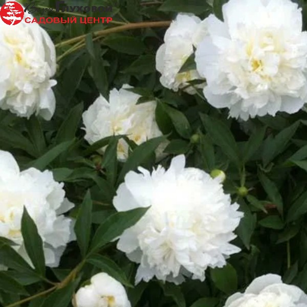 Основное изображение товара