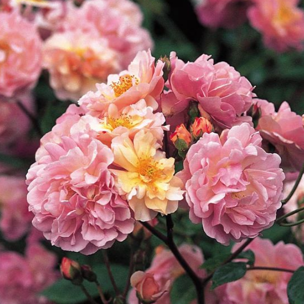 Основное изображение товара