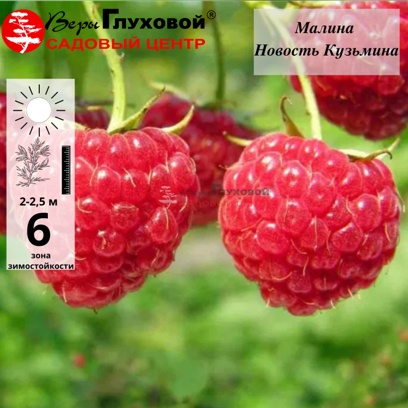 Малина Новость Кузьмина