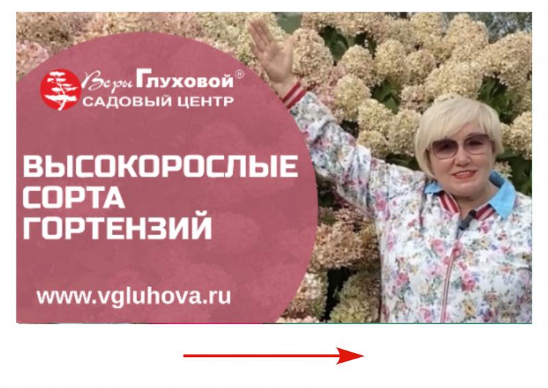 Высокорослые сорта гортензий