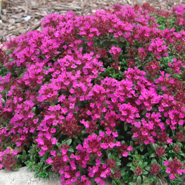 Основное изображение товара