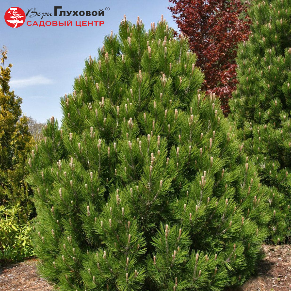 Основное изображение товара